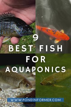 the top 9 best fish for aquaponics with text overlay that reads, 8 best fish for aquariums