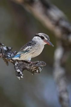 a small bird perched on top of a tree branch