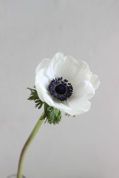 anemone in a glass vase on a white background