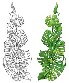 a green plant with leaves on a white background and a black and white line drawing