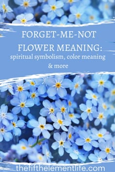 Forget-Me-Not Flower Meaning Flowers That Symbolize Love, Flowers And Their Symbolism, Flower For Strength, Forget Me Knot Flowers, Forget Me Not Symbolism, Forget Me Not Flower Meaning, Forget Me Not Meaning, Forget Me Not Quotes, Forget Me Knots