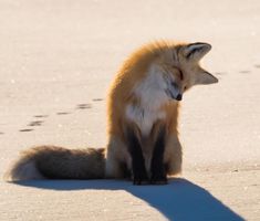 a fox sitting on the ground with its eyes closed