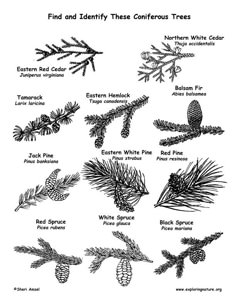 pine cones and needles are labeled in this black and white diagram, which shows the different types