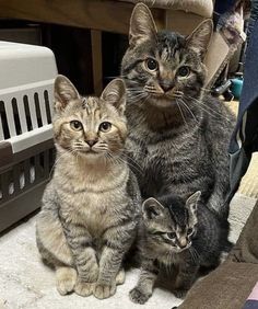 three cats sitting next to each other on top of a rug in front of a cat carrier