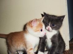 two kittens are standing next to each other