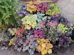 a bunch of plants that are next to each other on the ground in front of a bench