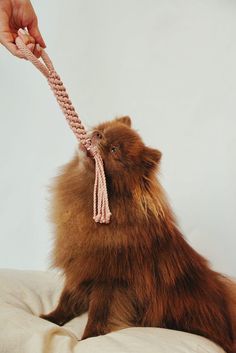 a small brown dog sitting on top of a bed holding onto a pink rope that is attached to it's head