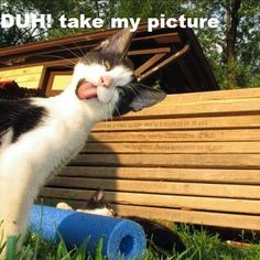 a black and white cat sticking its tongue out with the caption what's zup?