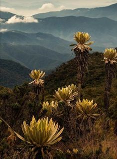 some very pretty plants on the side of a mountain with mountains in the background and clouds