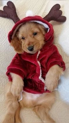 a small dog wearing a reindeer costume on top of a bed