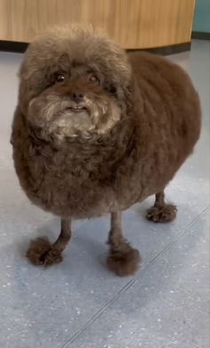 a brown dog standing on top of a tile floor