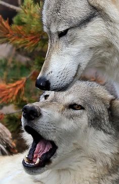 900+ Sadly misunderstood:( ideas | beautiful wolves, wolf love, animals ...