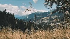 tall grass in front of a mountain range