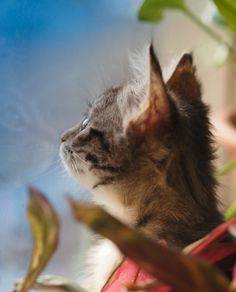 a small kitten is looking out the window