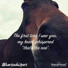 a brown horse with a quote on it's face in front of a cloudy sky