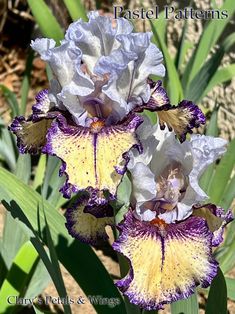 This is a PRE-SALE. SHIPPING BEGINS MID TO LATE JULY.  You will receive One healthy bloomsize rhizome. Pastel Patterns - Tall Bearded Iris  Keppel 2021  From the Hybridizer: "Totally unique bicolor plicata. White standards shade to light blue at edges; falls are peach cream with narrow blue violet edge and thin mid-line, the haft markings heavier and darker. Beards are cream to light yellow, tipped rusty tan. Moderately ruffled, semi-flared. Short and floriferous, with variable branching and six to eight buds." Grows to 32" and blooms mid season.    Iris rhizomes are best divided and transplanted after the plants finish blooming and have enough time to store nutrition in their roots. July through September is the best time to dig them up in Ohio. All Iris are grown on my farm and shipped f Iris Rhizomes, Peach Cream, Pastel Pattern, Bearded Iris, Peaches Cream, Blue Violet, Etsy Shipping, Beards