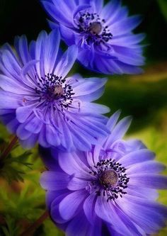 three purple flowers with green leaves in the background