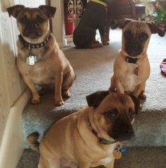 three pug dogs sitting on the stairs looking at the camera