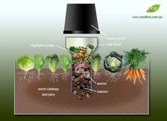 an image of vegetables growing in the soil with labels on them and labeled to describe what they are