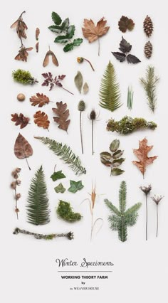 various types of plants and leaves arranged on a white background with the words winter specimens