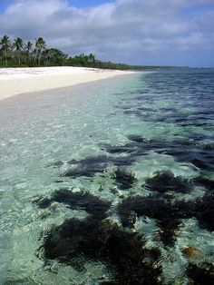 the water is crystal clear and there are palm trees in the distance on the beach