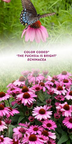 a butterfly flying over pink flowers with the words, color code the fuchsia is bright echiza