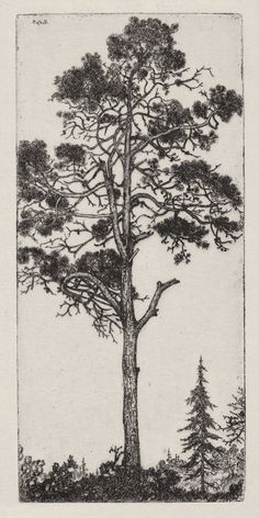 a black and white drawing of a tree in the woods with pine trees around it