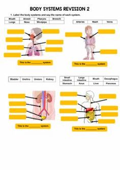 11 Body systems worksheets ideas | body systems worksheets, body ...