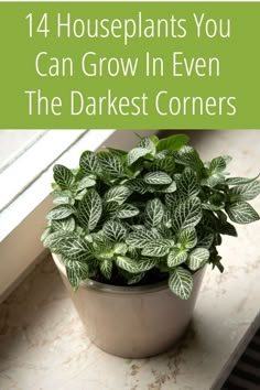 14 Houseplants That Thrive In Low Light Low Light House Plants, Indoor Plants Low Light, Flag Diy, Bar Garden, Household Plants, Plant Care Houseplant, Aesthetic Garden, Inside Plants, Art Mosaic