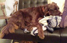 a large brown dog laying on top of a couch next to a pile of blankets