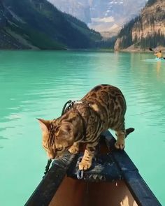 a cat is standing on the edge of a boat