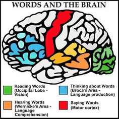 a poster with words and the brain