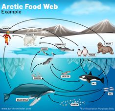 Arctic habitat, Food web, Ecosystems