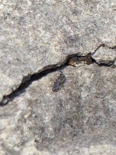 The solitary bee Lasioglossum leucopus, Bunakippaun Wood, Attyslany, July 2021. Solitary Bees, Cross Necklace, Wood