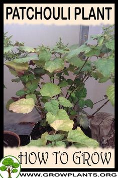 a potted plant with the words how to grow patchouli plants on it