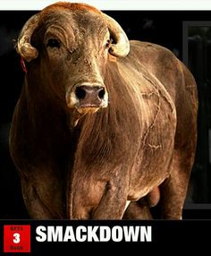 a brown cow with horns standing in front of a black background and the words smackdown on it