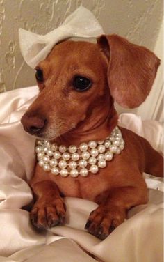 a brown dog wearing a white collar and pearls on it's neck sitting on a bed