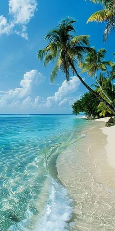 the beach is lined with palm trees and clear water