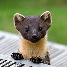 a small brown and black animal sitting on top of a wooden bench next to grass