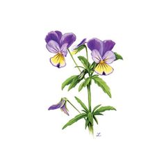 three purple flowers with green leaves on a white background