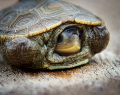 a close up of a small turtle on the ground with it's eyes open