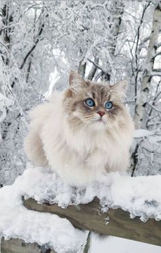 a cat with blue eyes sitting on top of a fence in front of snow covered trees