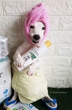 a white dog wearing a pink hat and holding a tube of toothpaste next to a pile of diapers