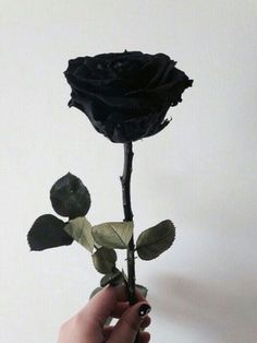 a single black rose in a vase with a sign that says painted it black, know how you don't like normal things