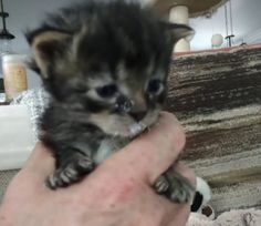 a small kitten is being held in someone's hand while they are looking at the camera