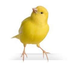 a small yellow bird standing up against a white background