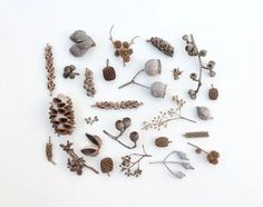 several different types of plants and cones on a white surface, including pine cones, acorns, and more