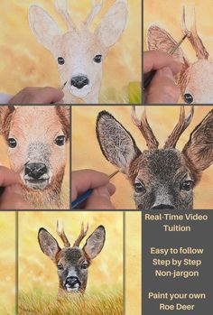 four different pictures of deers with their faces painted in pastel and watercolor