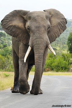 an elephant with tusks walking down the road