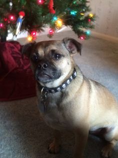 a small dog sitting in front of a christmas tree with lights on it's head